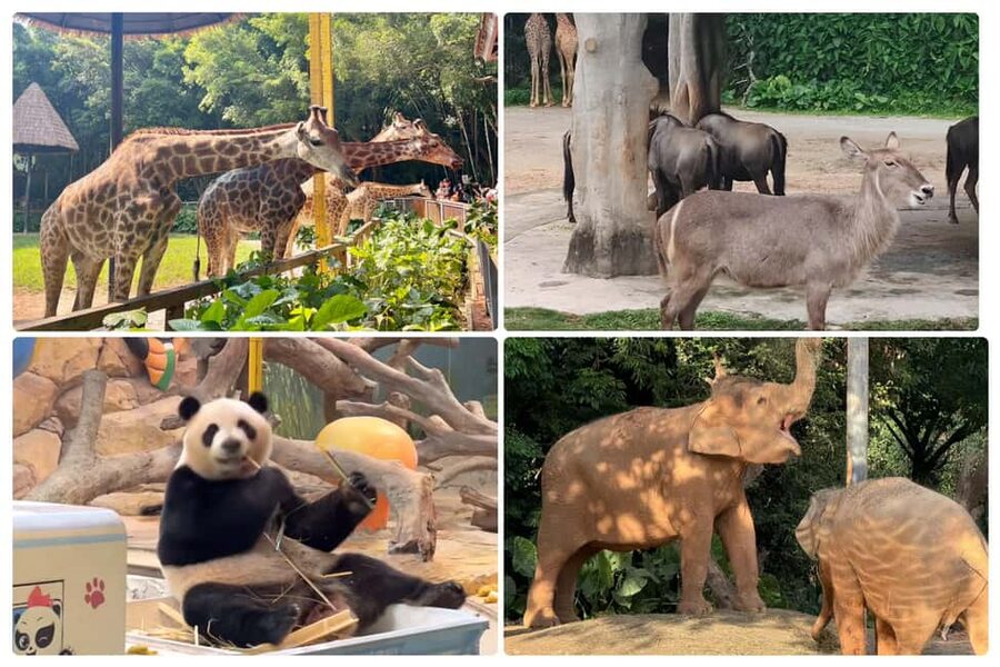Guangzhou Chimelong: Safari Park/Paradise（Optional Day Tour） - Who will get the most from this experience