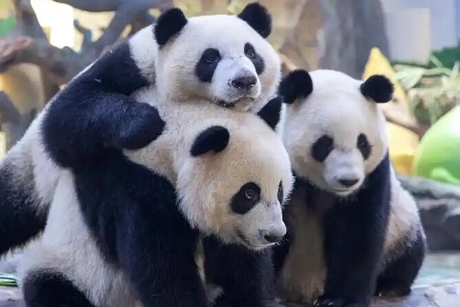 Guangzhou Private Safari Tour with Ride and Giant Panda viewing - Key points at a glance