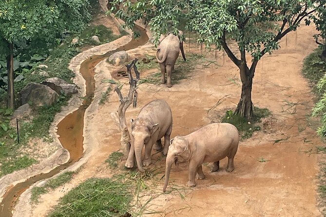 Guangzhou Private Safari Tour with Ride and Giant Panda viewing - Why Chimelong Safari Park makes a strong Guangzhou day out