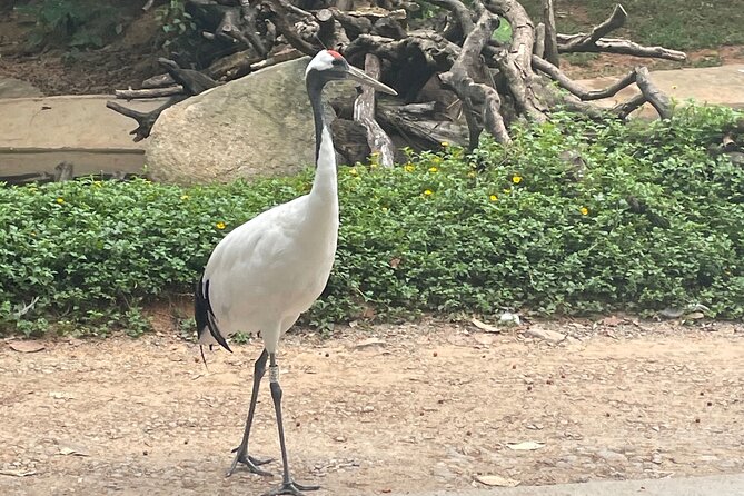 Guangzhou Private Safari Tour with Ride and Giant Panda viewing - Rare animals, safari rides, and changing your view
