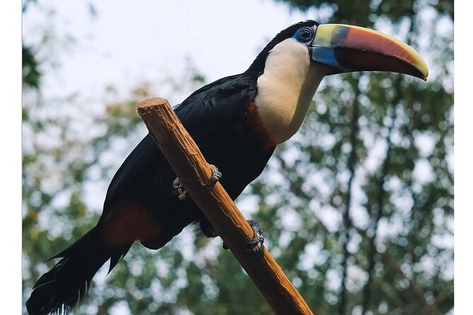 Guangzhou Private Safari Tour with Ride and Giant Panda viewing - Shows and the promised circus finish