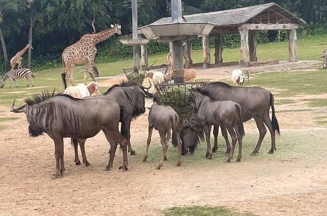 Guangzhou Private Safari Tour with Ride and Giant Panda viewing - What the guide adds to the experience