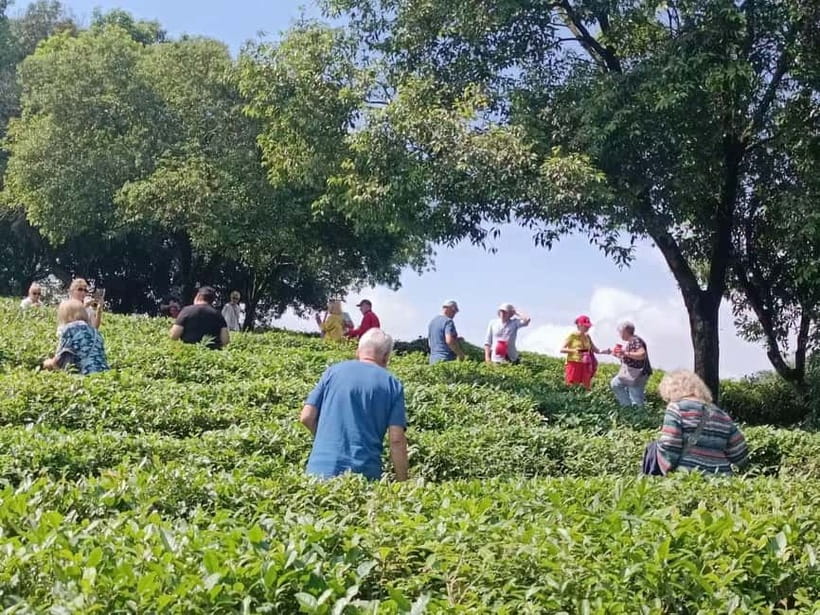 Guilin: City Tour with Elephant Hill & Ming Tea Tasting - Why this Guilin half-day works