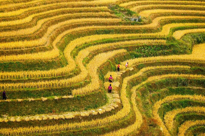 Guilin: Longji Rice Terraces and Villages Private Day Tour - Walking the Dragons Backbone Rice Terraces