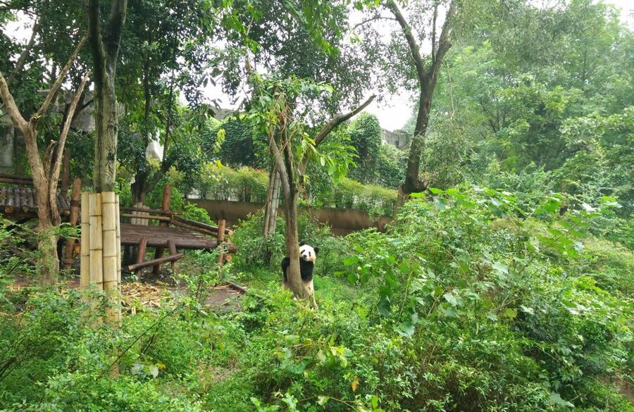 Half Day Amazing Chengdu Panda Base Trip - What the private guide adds