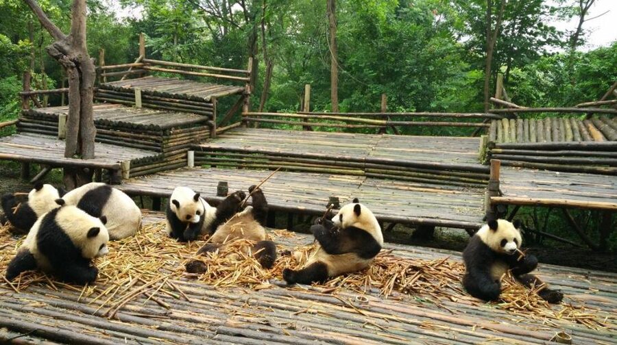 Half Day Amazing Chengdu Panda Base Trip - The other animals and the setting