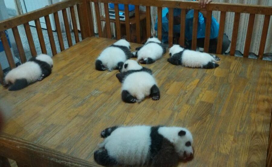 Half Day Amazing Chengdu Panda Base Trip - Is $205 per person good value?