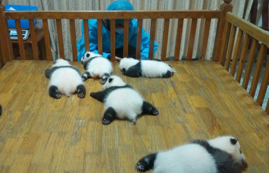 Half Day Amazing Chengdu Panda Base Trip - Who should book this panda trip?