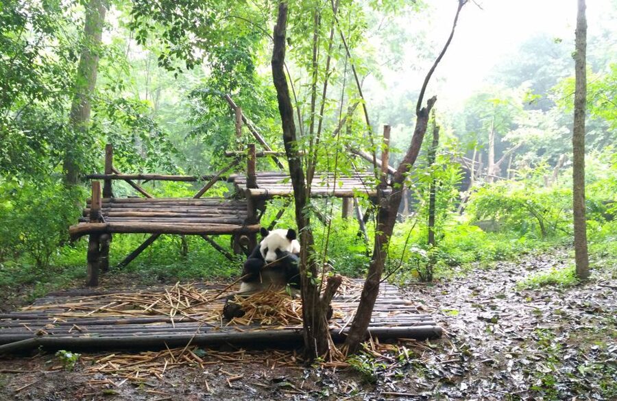 Half Day Amazing Chengdu Panda Base Trip - Practical details before you go