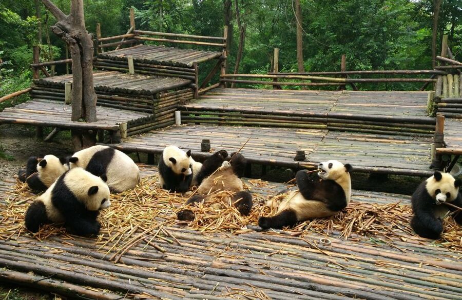 Half Day Amazing Chengdu Panda Base Trip - What the experience does especially well