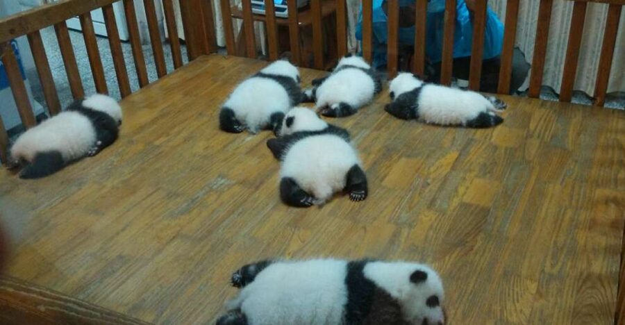 Half Day Amazing Chengdu Panda Base Trip - Seeing pandas at feeding time