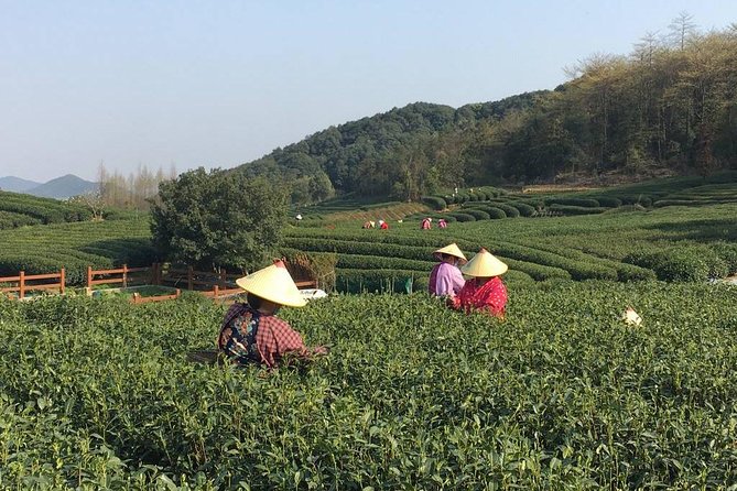 Half-Day Hangzhou Yunxi Bamboo Forest and Tea Plantation Experience - Why the tea lesson matters