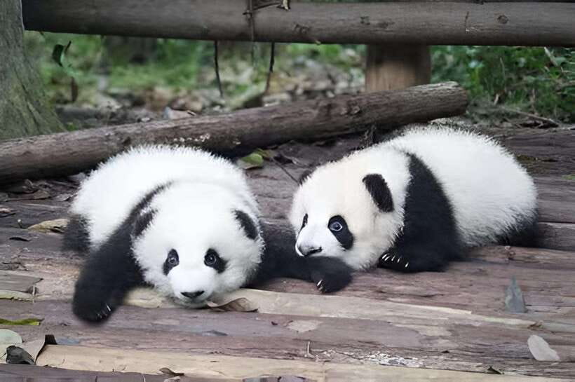Half day small group tour to Chengdu Panda Breeding Center - Why the early start matters at the Panda Breeding Center