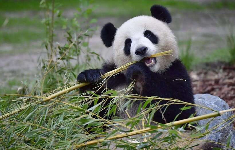 Half day small group tour to Chengdu Panda Breeding Center - Three hours with giant pandas of every age