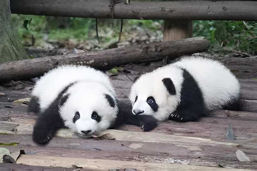 Half day small group tour to Chengdu Panda Breeding Center - Driver, guide, and language expectations