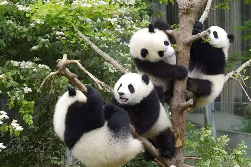 Half day small group tour to Chengdu Panda Breeding Center - The 30 to 40 minute ride from Chengdu