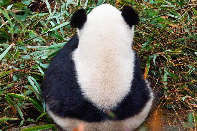 Half-Day Tour at Chengdu Panda Breeding Research Base - What the English-speaking guide adds