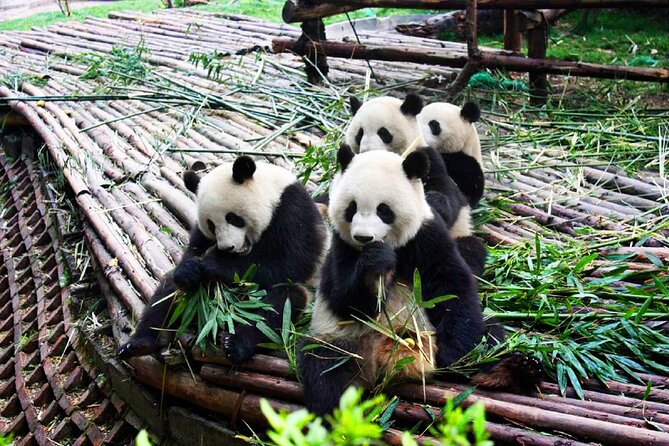 Half-Day Tour at Chengdu Panda Breeding Research Base - The 8:00am departure and 40-minute ride