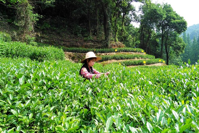 Hangzhou Private Customized Day Trip from Shanghai by Bullet Train - Why the Shanghai to Hangzhou train plan works