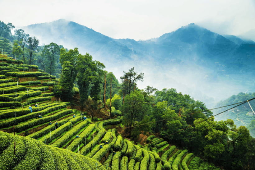 Hangzhou Private Day Trip by Bullet Train from Shanghai - Faxi Temple and its wooden Buddha