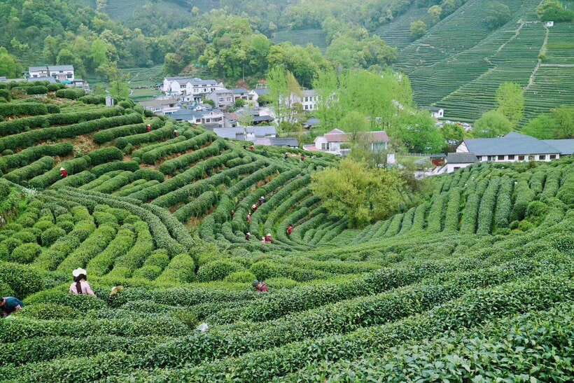 Hangzhou Private Day Trip by Bullet Train from Shanghai - Practical advice before you book