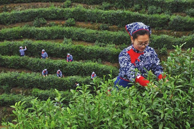 Hangzhou West Lake and Tea Plantation Half Day Tour - What the private format changes