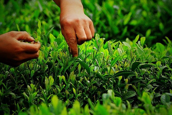 Hangzhou West Lake and Tea Plantation Half Day Tour - Who will get the most from this Hangzhou tour