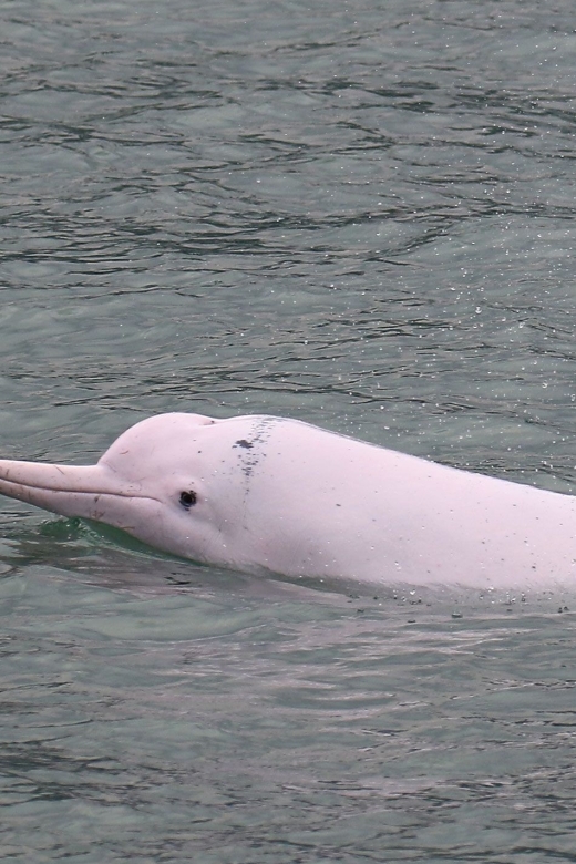 Hong Kong: Dolphin Cruise, Big Buddha & Lantau Island Tour - Searching for dolphins off Lantau’s coast