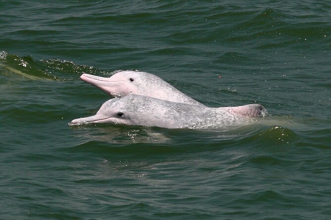 Hong Kong Dolphin Watch Tour - Who will get the most from this trip?