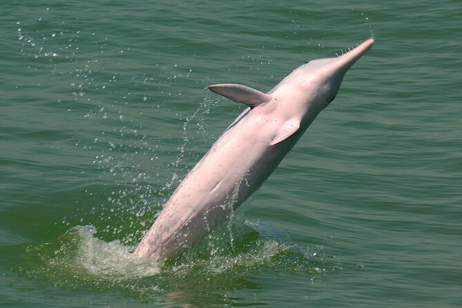 Hong Kong Dolphin Watch Tour - The ethical side of seeing wild dolphins
