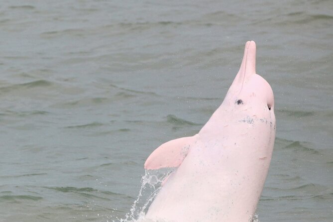 Hong Kong Dolphin Watch Tour - What the guide adds to the boat ride