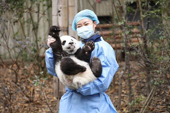 Leshan Buddha + Panda Base or Old Tea House Private Day Tour - Morning choice: pandas or Pengzhen tea