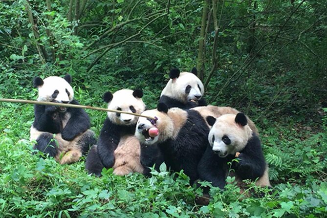 Leshan Buddha + Panda Base or Old Tea House Private Day Tour - Food, timing, and the real cost