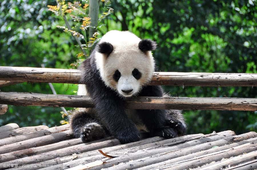 Leshan Grand Buddha Scenic Area and Panda Park Day Tour - Key points to know before booking