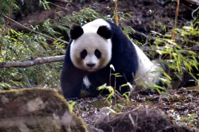Leshan Grand Buddha Scenic Area and Panda Park Day Tour