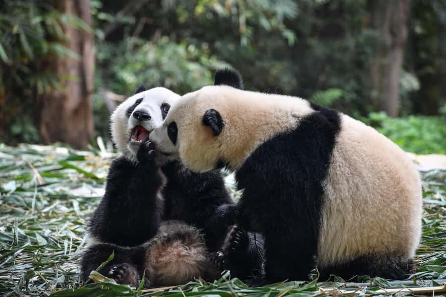 Leshan Grand Buddha Scenic Area and Panda Park Day Tour - What the guides add to the day