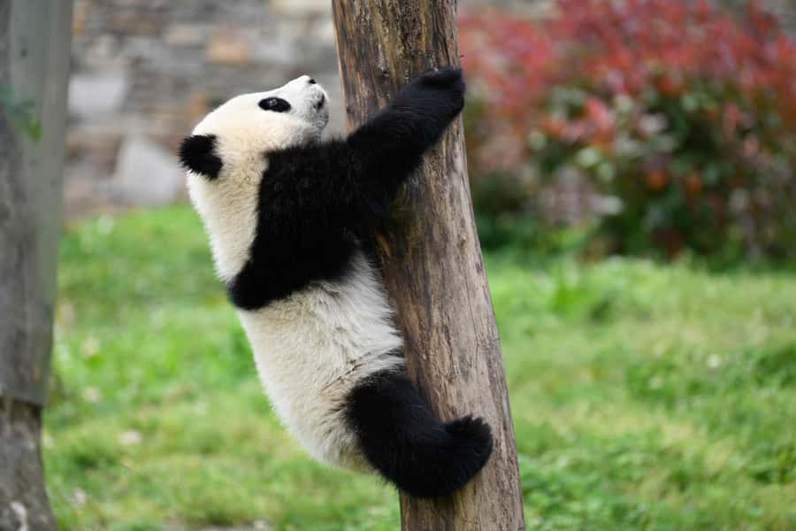Leshan Grand Buddha Scenic Area and Panda Park Day Tour - Price, inclusions, and the real value