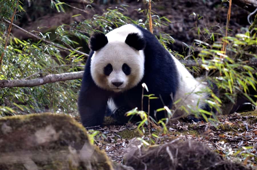 Leshan Grand Buddha Scenic Area and Panda Park Day Tour - Morning pickup inside Chengdu’s 2nd Ring Road