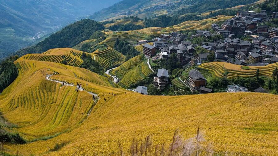 Longji Rice Terraces: 1-Day Private Tour - Timing, fitness, and what to bring