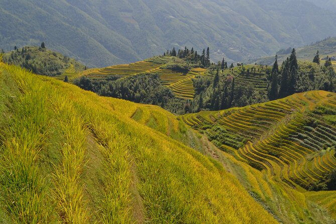 Longji Rice Terraces Hiking Tour Full Day Adventure - Why the Longji terraces are worth the long ride