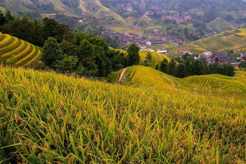 Longsheng Ethnic Minority & Rice Terraces Full-Day Tour - Should you book it?