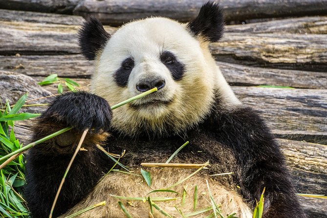 Mini Group: Half-Day Chengdu Pandas Guided Tour - Panda photography without the usual mistakes