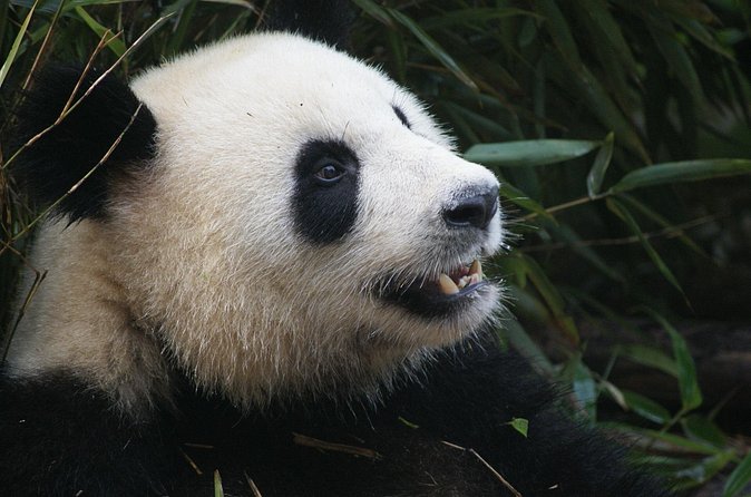 Mini Group: Half-Day Chengdu Pandas Guided Tour - The nursery, shaded paths, and panda museum