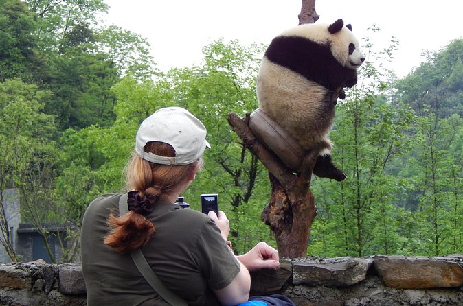 Mini Group: Half-Day Chengdu Pandas Guided Tour - Who will get the most from this tour