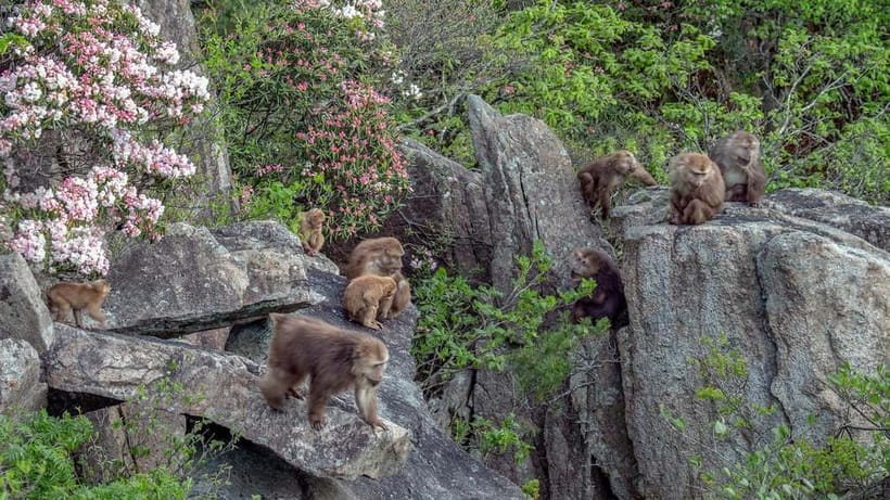 Mount Huangshan: Highlights Tour in Huangshan full-day - Five hours among Huangshan’s signature peaks