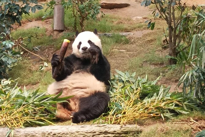Ocean Park Full-Day Coach Tour with Hotel Pickup in Kowloon Area from Hong Kong - What You Are Really Buying for $73.75