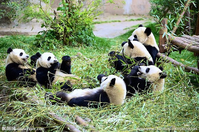 One Day Giant Panda Leisure Private Tour in Chengdu - Sichuan lunch with control over what you order