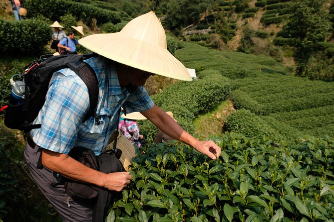 One-Day Hangzhou Dragon Well Tea Culture & West Lake Private Tour - One hour at the China National Tea Museum