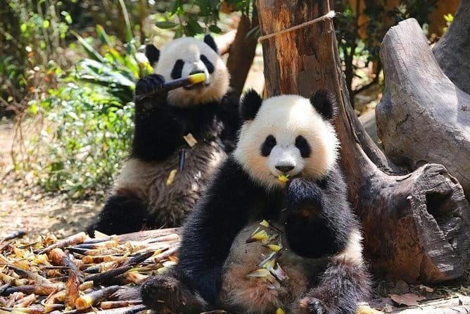 One Day Trip to Chengdu Panda Base and Leshan Buddha Tour - Meeting the Leshan Giant Buddha