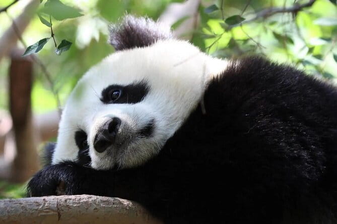 One Day Trip to Chengdu Panda Base and Leshan Buddha Tour - What your driver actually does